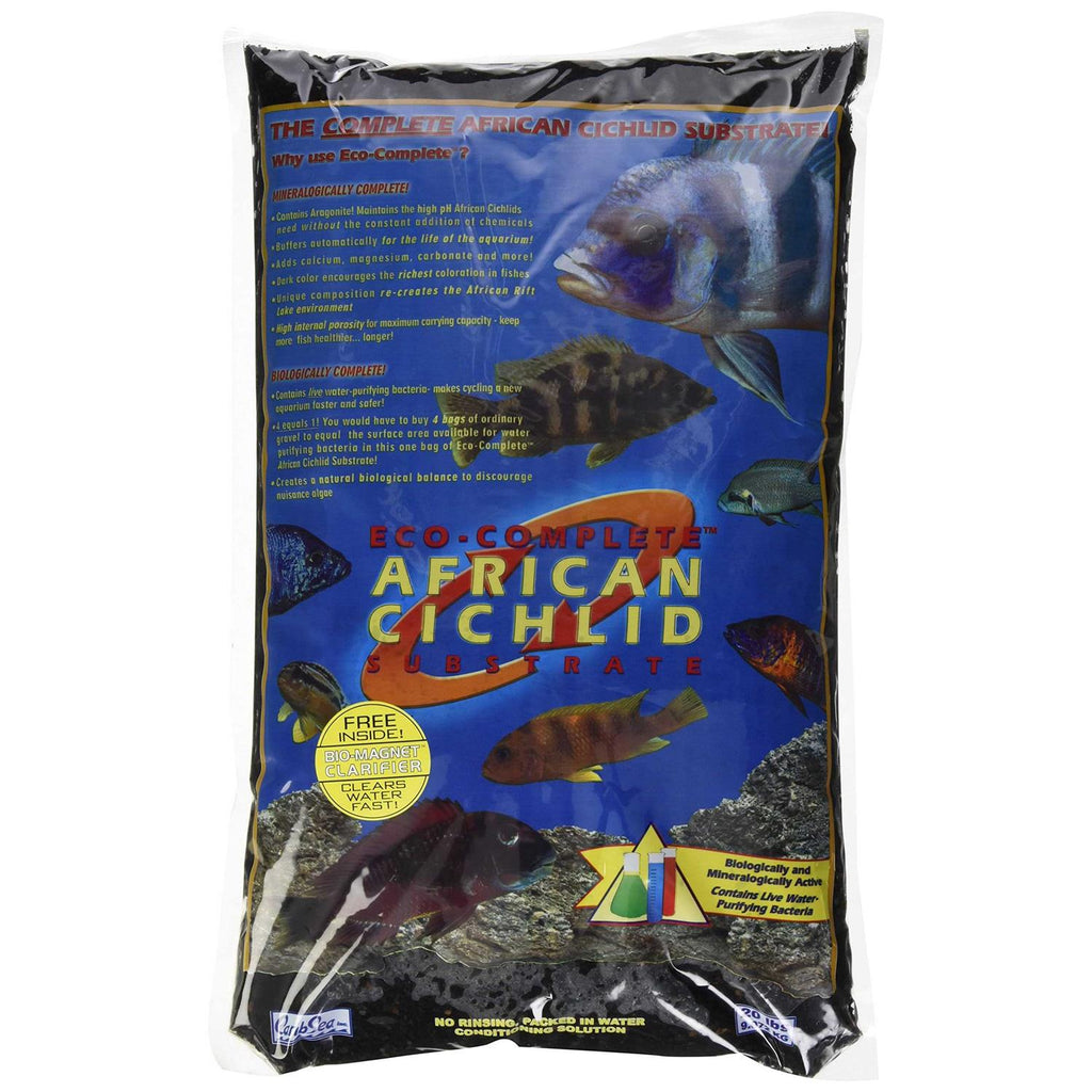 African Cichlid Y2634